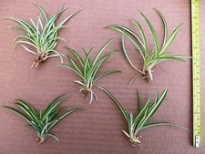 Baby spider plants for sale  SPALDING