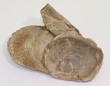Ostrica ostrea bellovacina usato  Spedire a Italy