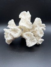 Handpicked white coral for sale  Groveland