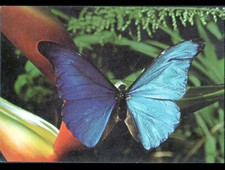 Faune papillon morpho d'occasion  Baugy
