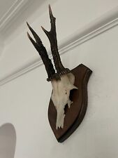 Antlers roe deer for sale  SOUTHEND-ON-SEA