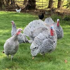 Blue slate turkey for sale  Darlington