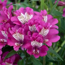 Alstroemeria summer chic for sale  UK