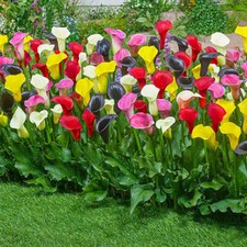 Calla mixed colours for sale  WOLVERHAMPTON