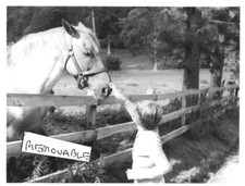 Usado, Fotografia vintage magnífico cavalo recebendo confusão sobre cerca de madeira década de 1960 comprar usado  Enviando para Brazil