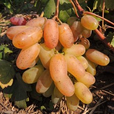 Plant raisin prieobrażenie d'occasion Plant raisin prieobrażenie d'occasion  Expédié en France