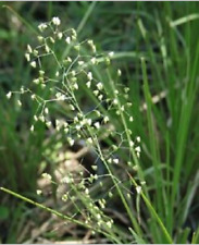 Little quakinggrass briza d'occasion  Expédié en France