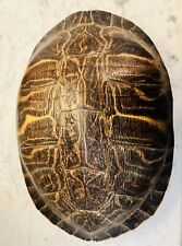 Vintage tortoise shell for sale  New York