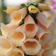 Digitalis dalmatian peach for sale  STOCKPORT