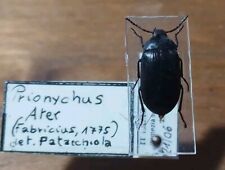 Coleoptera alleculidae prionyc usato  Roma