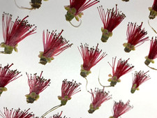 Bottlebrush natural pressed for sale  Jensen Beach