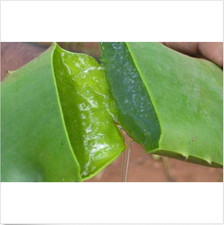 Aloe vera fresh for sale  Thousand Oaks