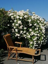 Ancienne chaise longe d'occasion  Annemasse