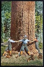 Early logging postcard for sale  Wilsonville