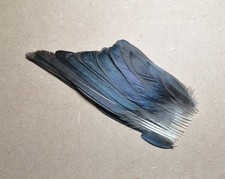 Set jackdaw feathers for sale  HALESOWEN