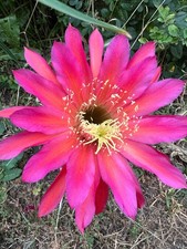 Ibrido trichocereus ka2020.47. usato  Spedire a Italy