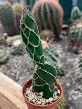 Opuntia reticulata cobra d'occasion  Langon