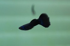 Live fish young for sale  Manassas