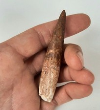 Grande dente spinosauro usato  Minerbio