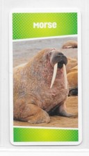 Carte cartatoto morse d'occasion  Nancy-