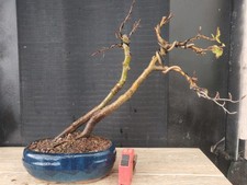 Bonsai faggio cm usato Bonsai faggio cm usato  Frosinone