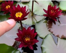 Dunkelrot zwergseerose schnell gebraucht kaufen  Kaiserslautern