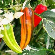 Fish pepper seeds for sale  Tarpon Springs