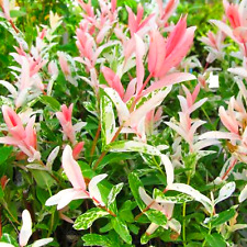 Salix nishiki flamingo for sale Salix nishiki flamingo for sale  UK