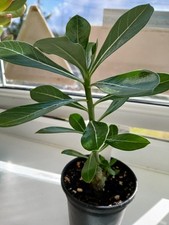 Plumeria rubra frangipani for sale  LLANELLI