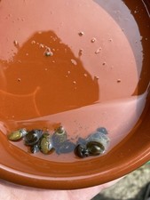 X25great pond snails for sale  MALTON
