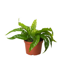 Fern bird nest for sale  Marshall