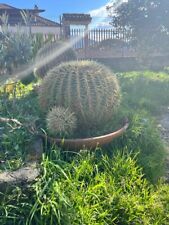 Echinocactus grusonii cuscino usato  Rocca d'Evandro