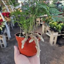 Rabbit foot fern for sale  Covina