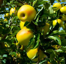 1000 yellow delicious for sale  Titusville