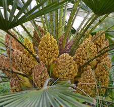 Chamaerops humilis palma usato  Napoli