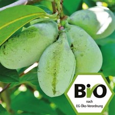 Pawpaw indianerbanane sunflowe gebraucht kaufen  Duisburg