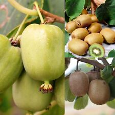 Actinidia jenny self for sale  GLASGOW