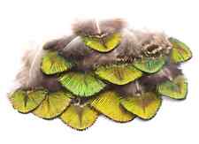 Plumes naturelles paon d'occasion  Castello-di-Rostino