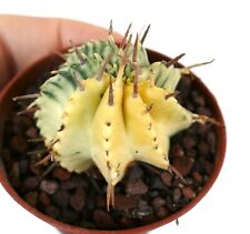 euphorbia obesa usato  Napoli