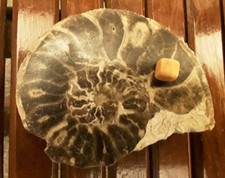 Large goniatite ammonite for sale  FOLKESTONE
