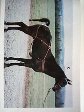 Leather show horse for sale  Charleston