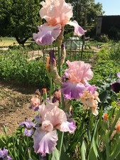 Iris barbata elatior gebraucht kaufen  Grebenstein