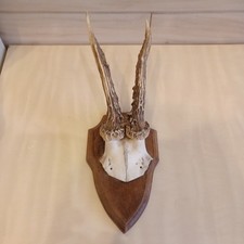 Rehbock rehgehörn geweih gebraucht kaufen  Angermünde