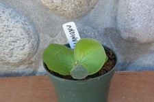 Rare platycerium andinum for sale  Roseburg