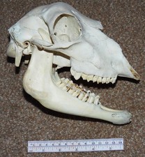 Sheep skull jaw. for sale  EXETER