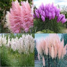 Rare flower pampas for sale  Denver