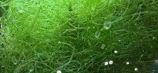 Chaetomorpha macroalgae frag for sale  EDENBRIDGE