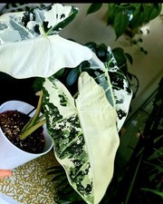 Alocasia frydek varagated. for sale  NOTTINGHAM