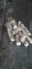 Horseradish roots for sale  BUDE