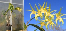 Dendrobium star imp usato  Spedire a Italy